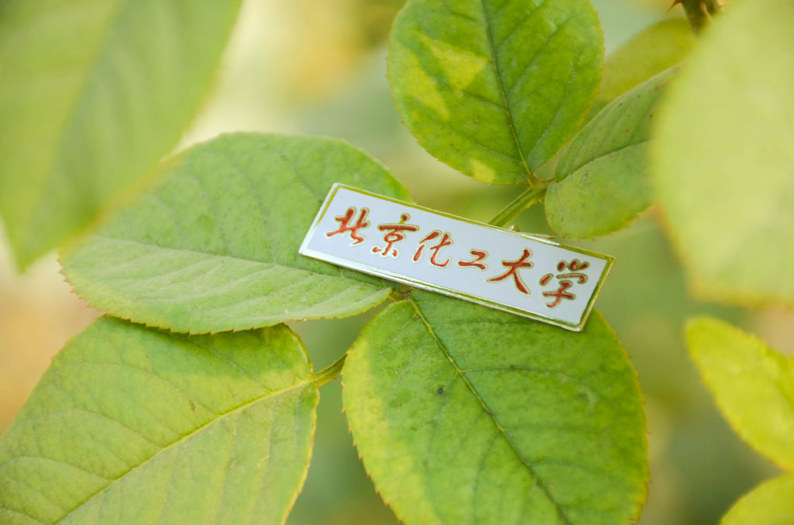 北京化工大学毕业证要求