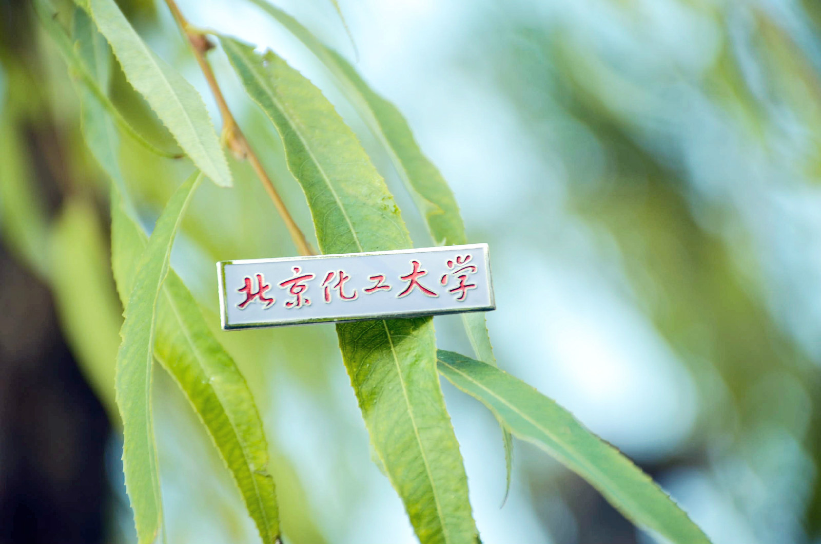 北京化工大学毕业证要求